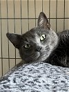 adoptable Cat in trexlertown, PA named Saiorse