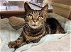 adoptable Cat in trexlertown, PA named Nylah