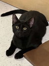 adoptable Cat in Trexlertown, PA named Zell