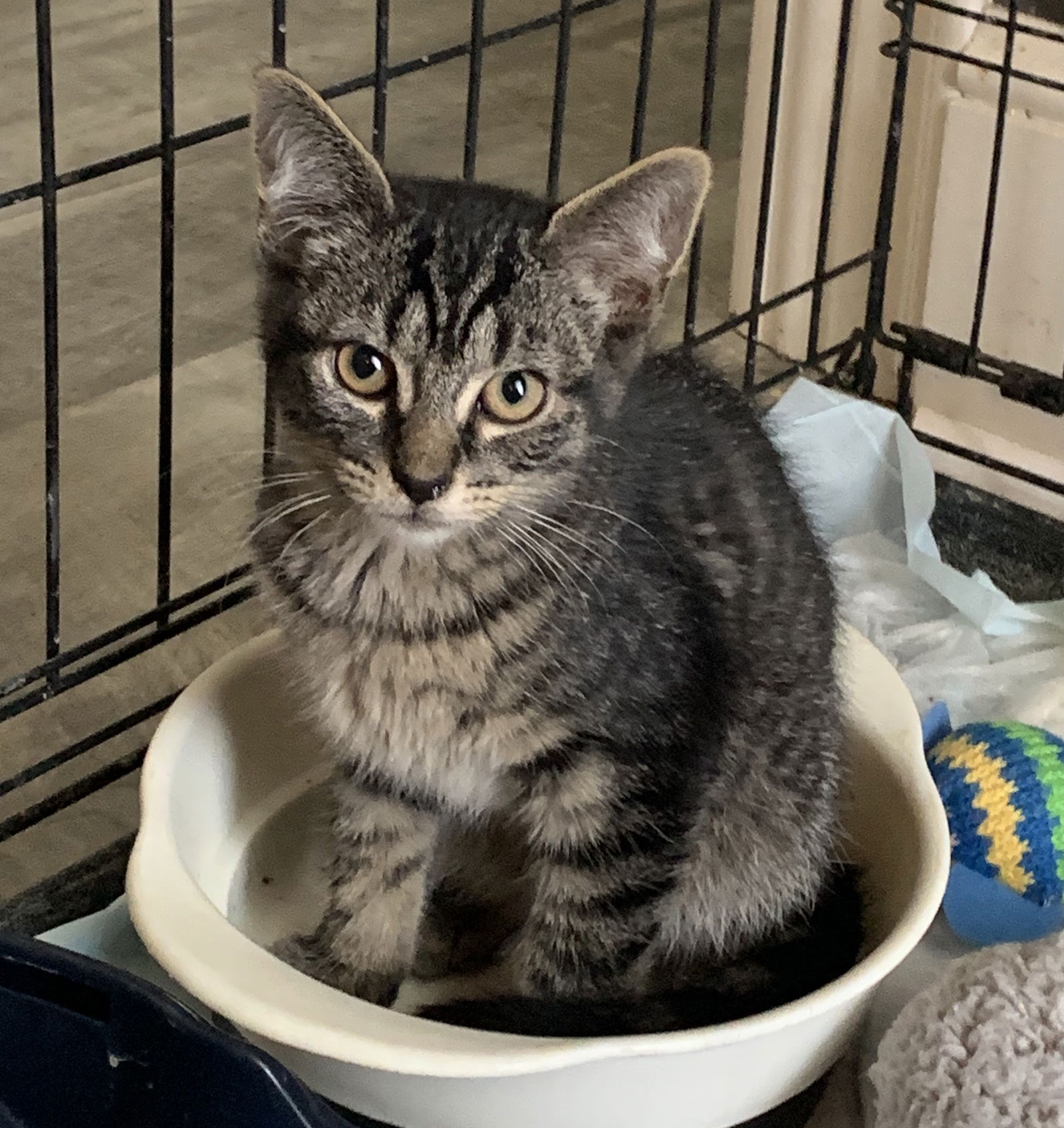 adoptable Cat in Trexlertown, PA named Loompa