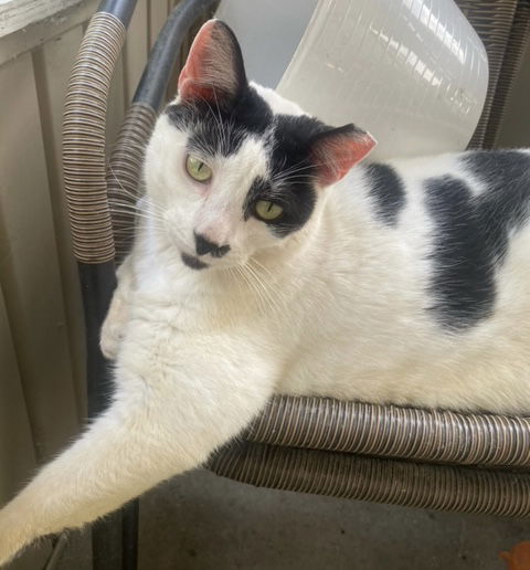 adoptable Cat in Trexlertown, PA named Rosie*