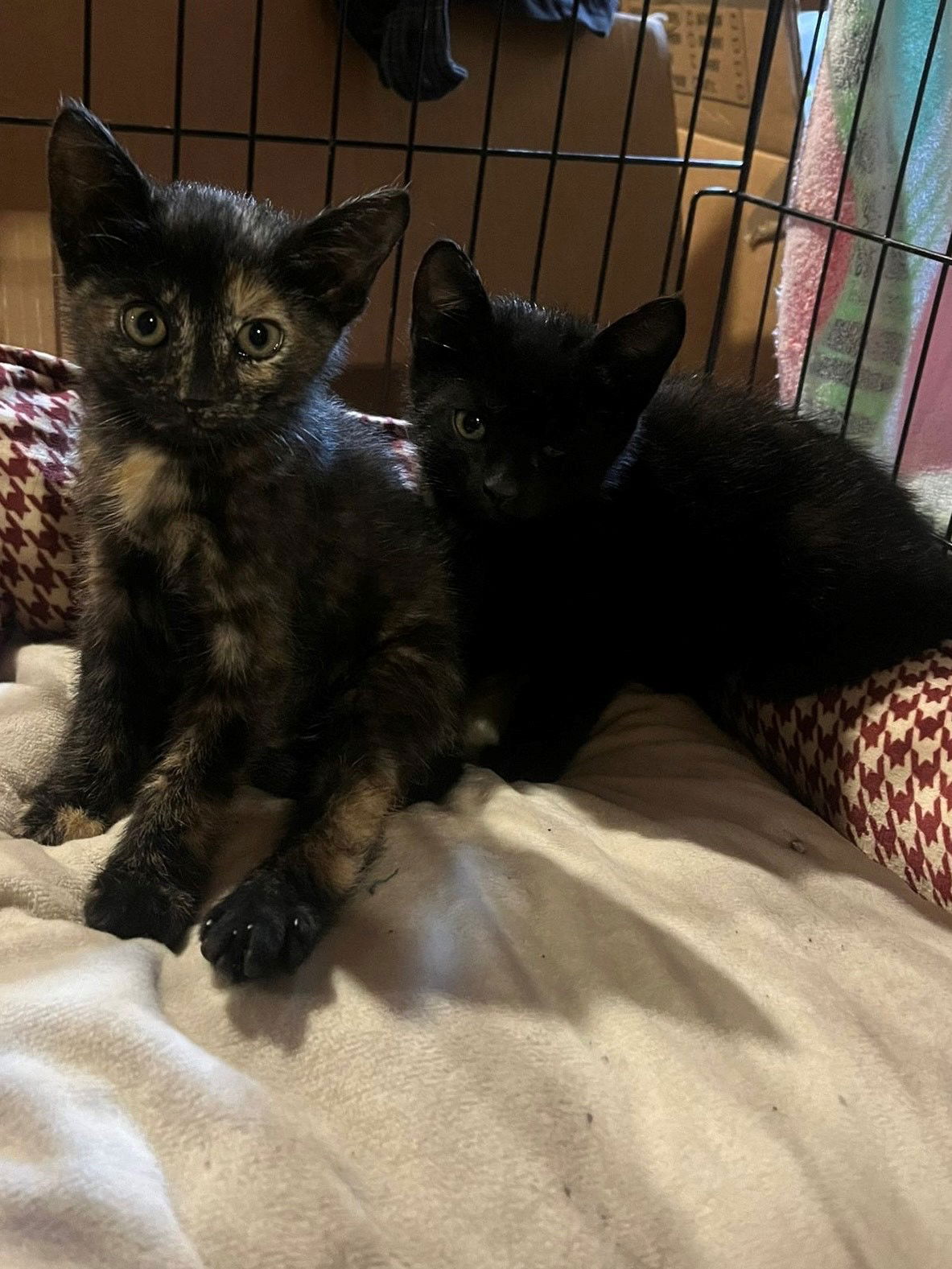 adoptable Cat in Trexlertown, PA named 2 Bonded kittens*