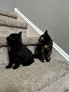 2 Bonded kittens*