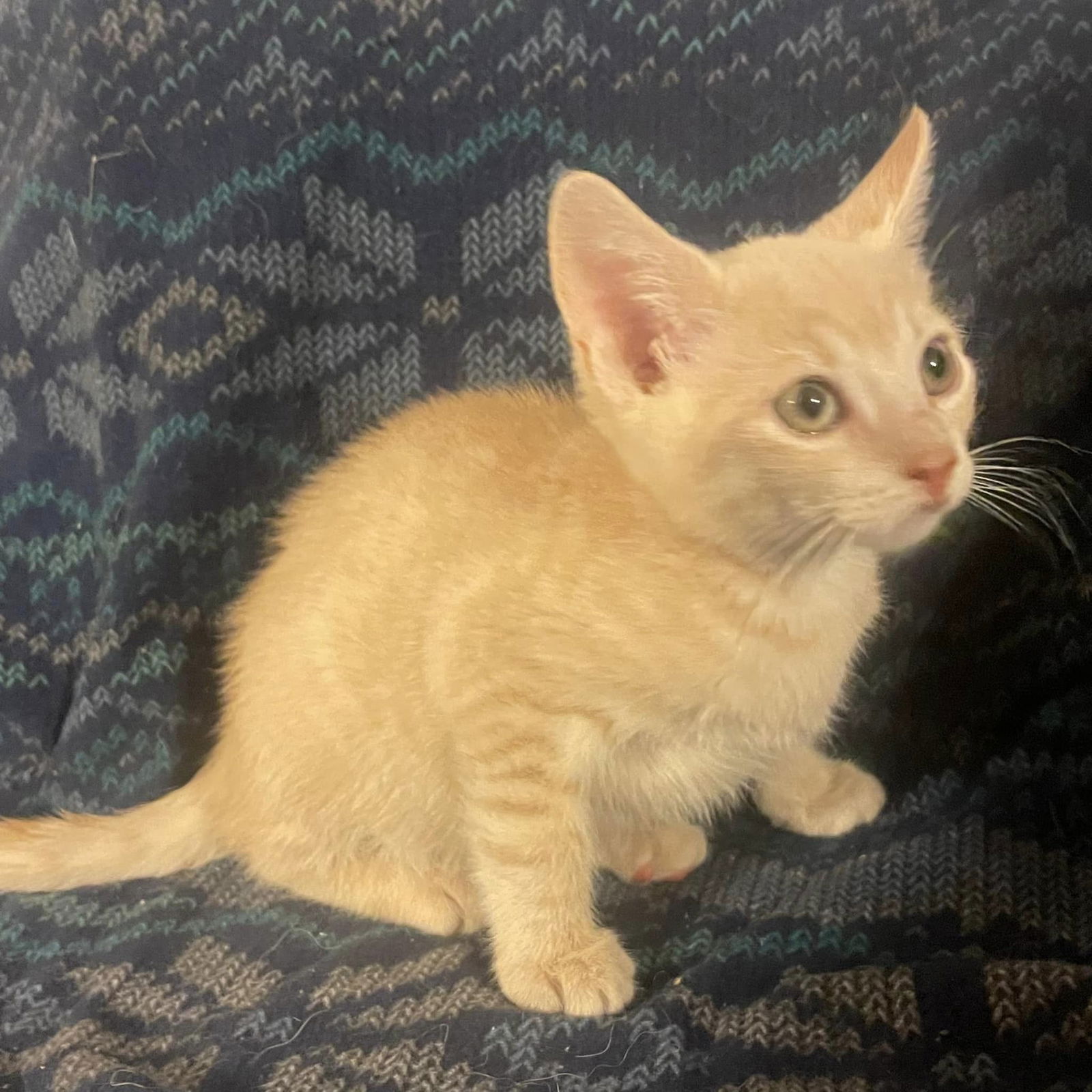 adoptable Cat in Trexlertown, PA named Barney