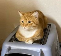 Orange Julius - Barn Cat