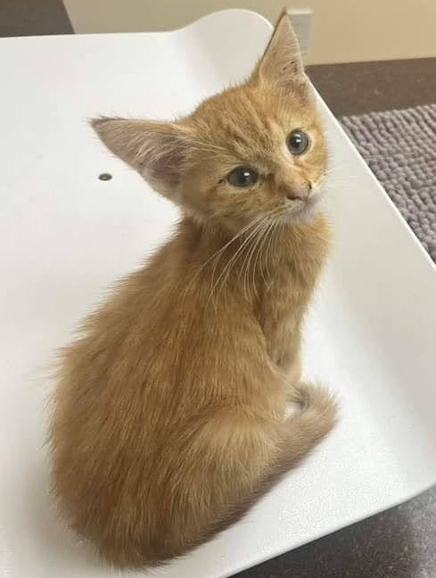 adoptable Cat in Trexlertown, PA named Creeping Charlie*