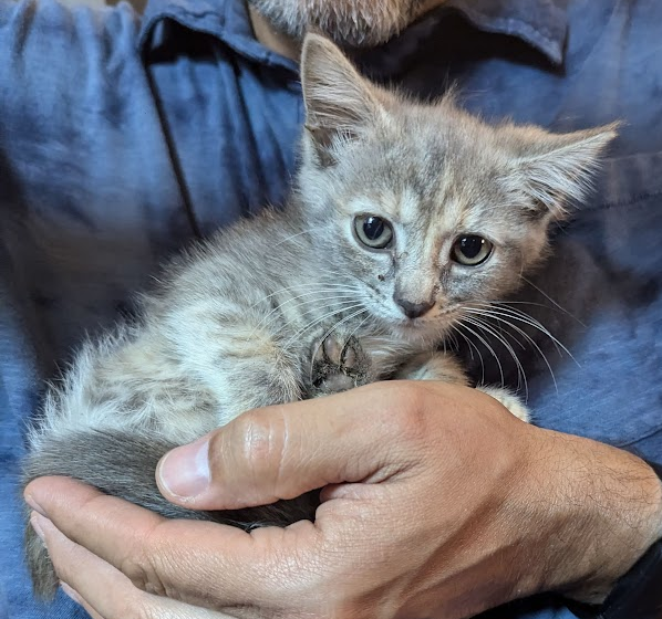 adoptable Cat in Trexlertown, PA named Pebbles*