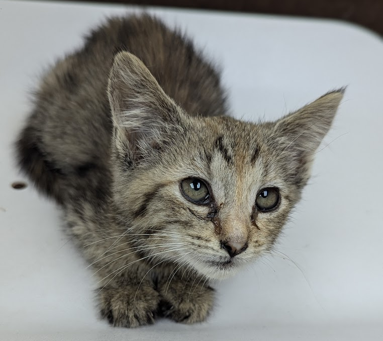 adoptable Cat in Trexlertown, PA named Bubbles*