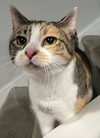 adoptable Cat in , PA named Chanel*