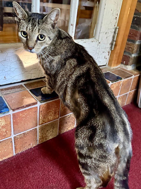 adoptable Cat in Trexlertown, PA named Lucy*