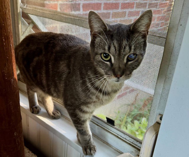 adoptable Cat in Trexlertown, PA named Lucky*