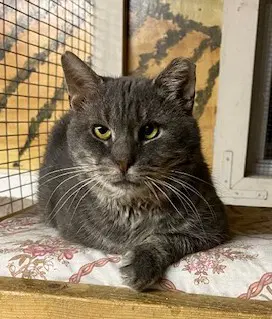 Elmer Fiv - Domestic Short Hair