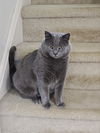 *Dropped off cat