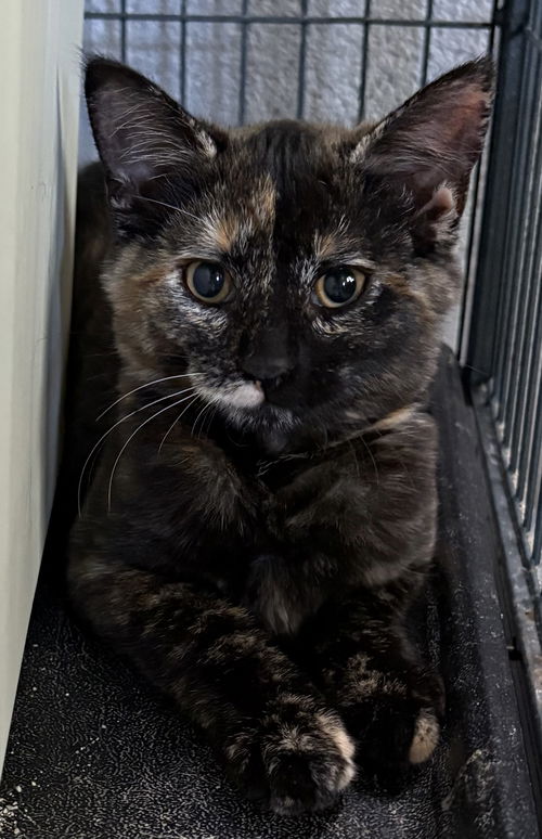 Pepper