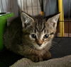 Sylvester