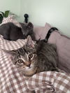 Sylvester