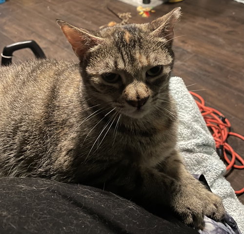 GIRL* - Domestic Short Hair available for adoption