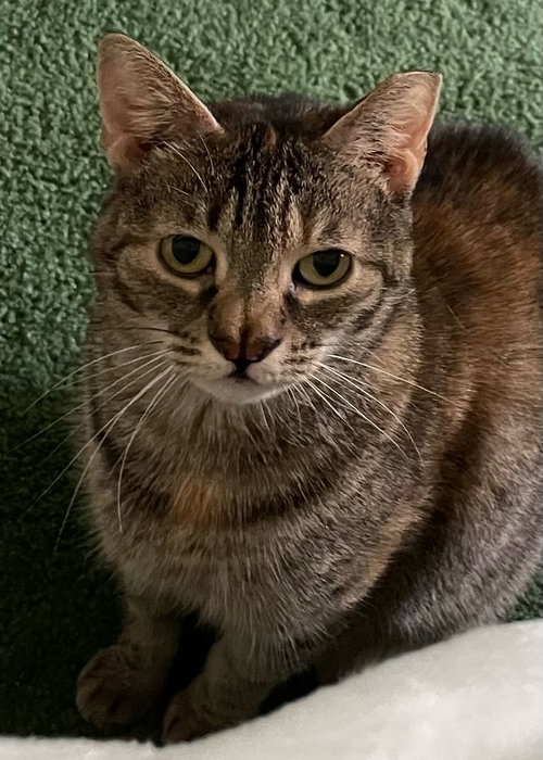 GIRL* - Domestic Short Hair available for adoption