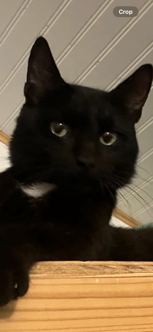 PREACHER - Domestic Short Hair for adoption in Allentown