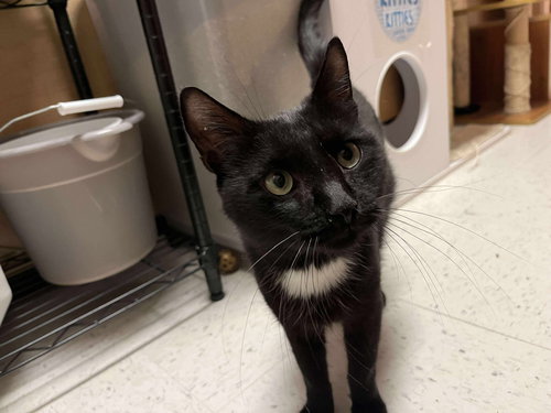 PREACHER - Domestic Short Hair available for adoption