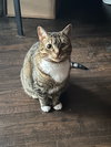 Mittens* - Photo 1