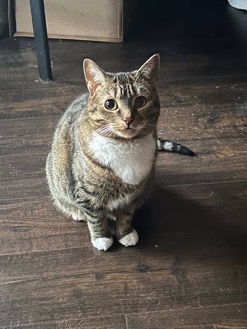 MITTENS* - Domestic Short Hair available for adoption