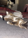 Mittens* - Photo 2