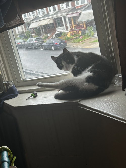 TUXE* - Domestic Short Hair available for adoption