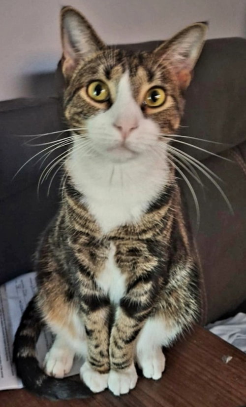 MISH* - Domestic Short Hair available for adoption