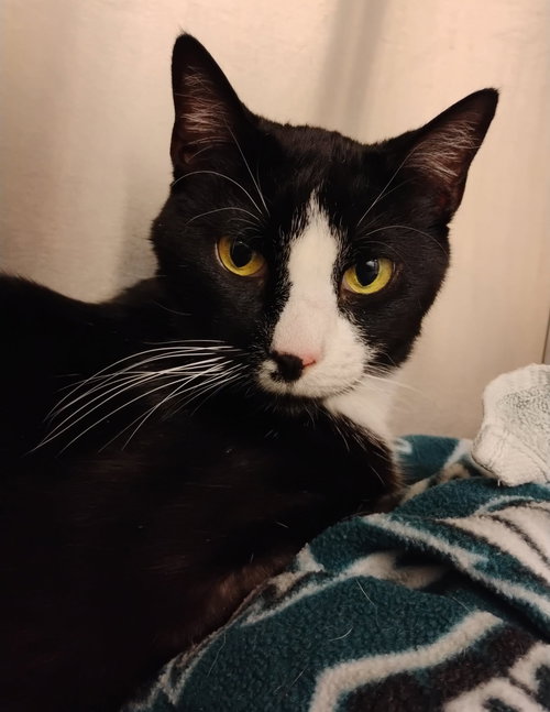 BOB* - Domestic Short Hair available for adoption