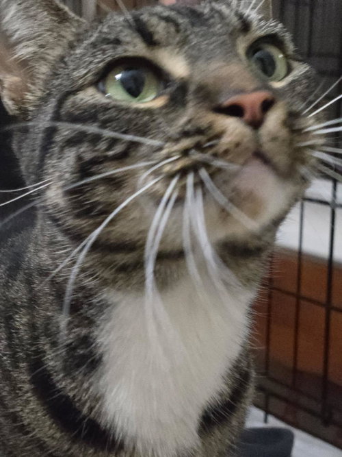 BRENDA - Domestic Short Hair / Tabby available for adoption