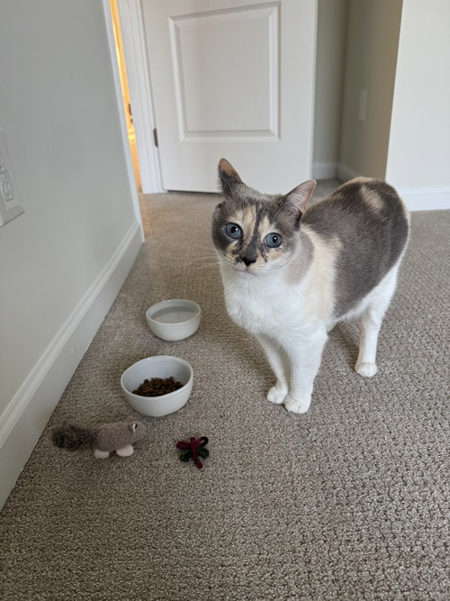 ZIN* - Snowshoe / Calico available for adoption