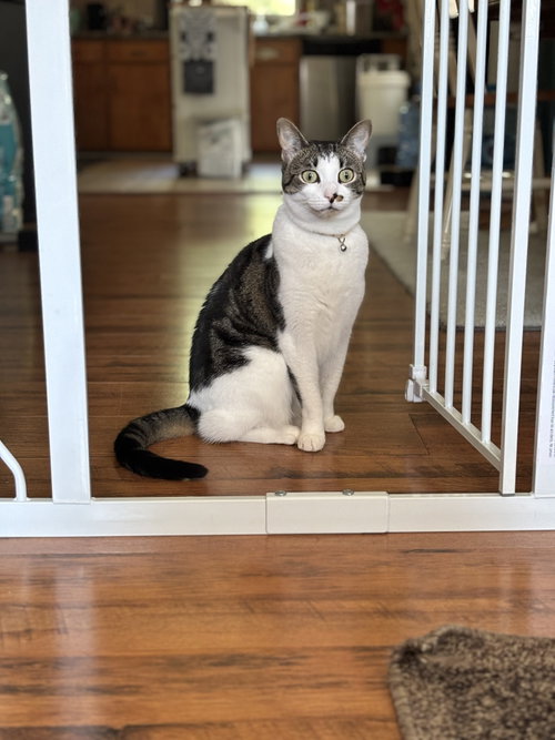 Rosie, Adult American Shorthair / Tabby (short coat), cat for adoption in Bethlehem, Pennsylvania