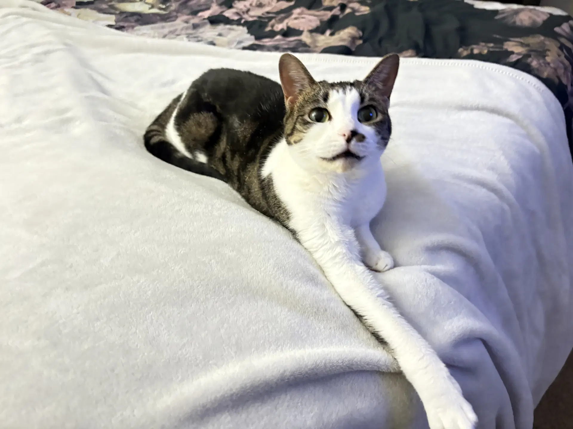 Rosie image 2