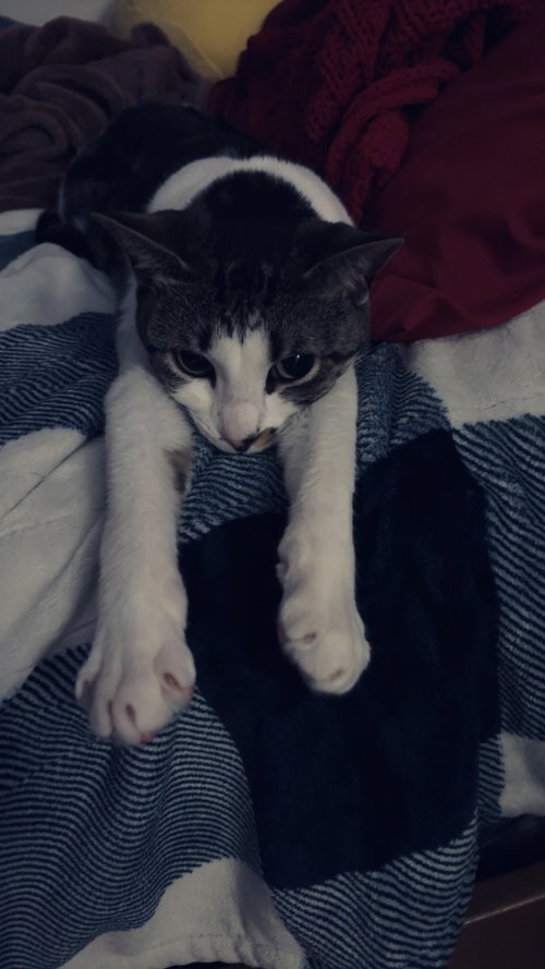 Photo 3 of Rosie