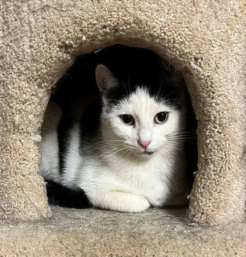 Bert, an adoptable Domestic Short Hair in Trexlertown, PA