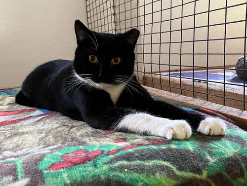Ernie, an adoptable Tuxedo in Trexlertown, PA