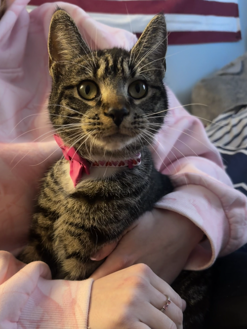 Charlotte*, an adoptable Domestic Short Hair in Trexlertown, PA