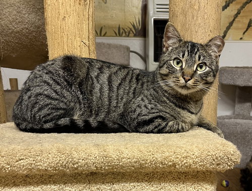 Elvis, an adoptable Domestic Short Hair in Trexlertown, PA
