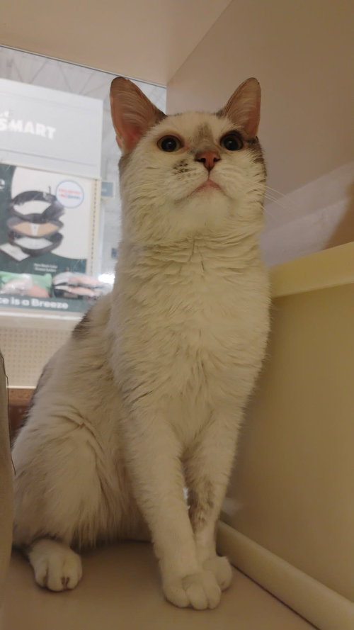 Chickie, an adoptable Domestic Short Hair in Trexlertown, PA