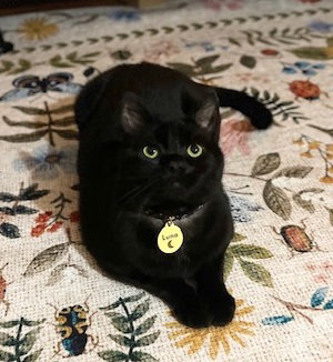 Luna*, cat