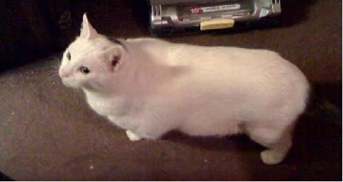James*-Adopted!