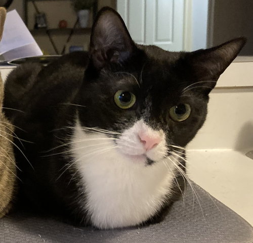 Theoden (Theo)*, an adoptable Domestic Short Hair in Trexlertown, PA