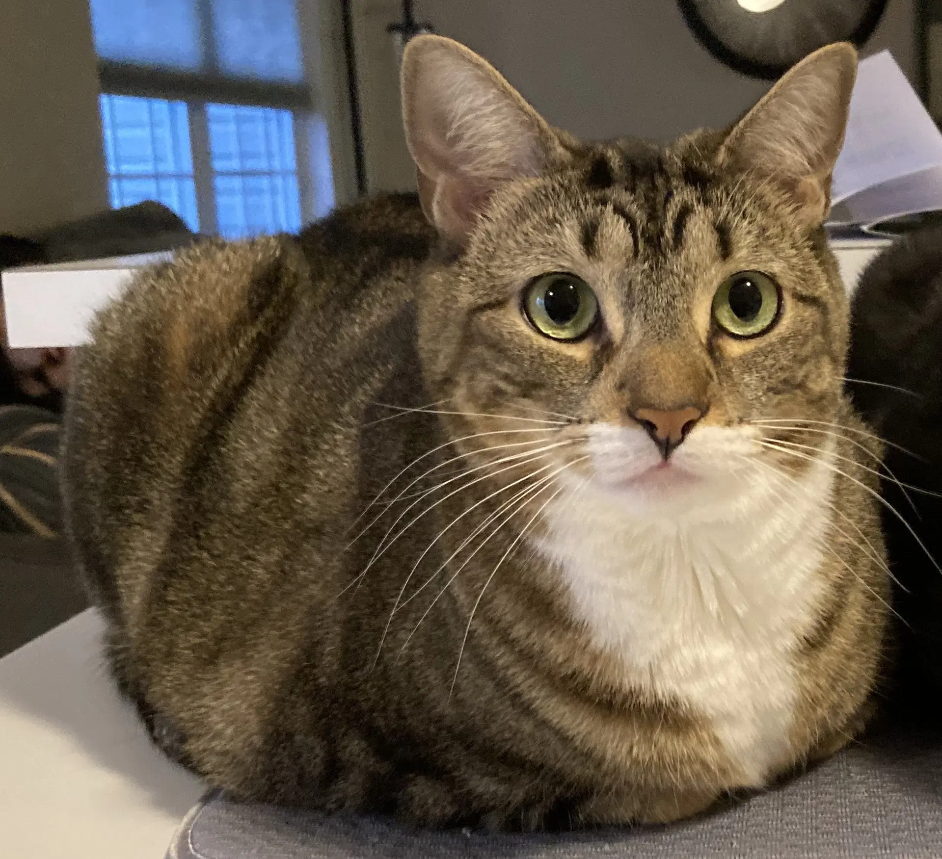 Arwen Ari - Domestic Short Hair