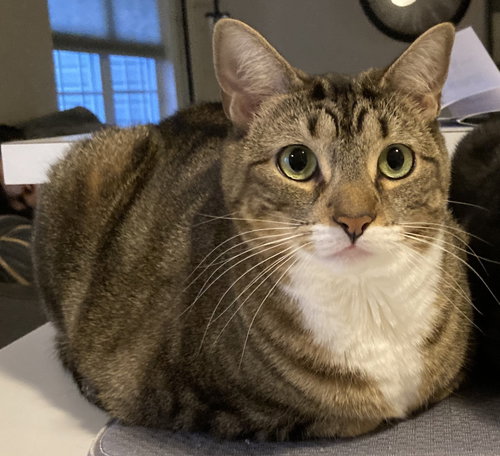 Arwen (Ari)*, an adoptable Domestic Short Hair in Trexlertown, PA