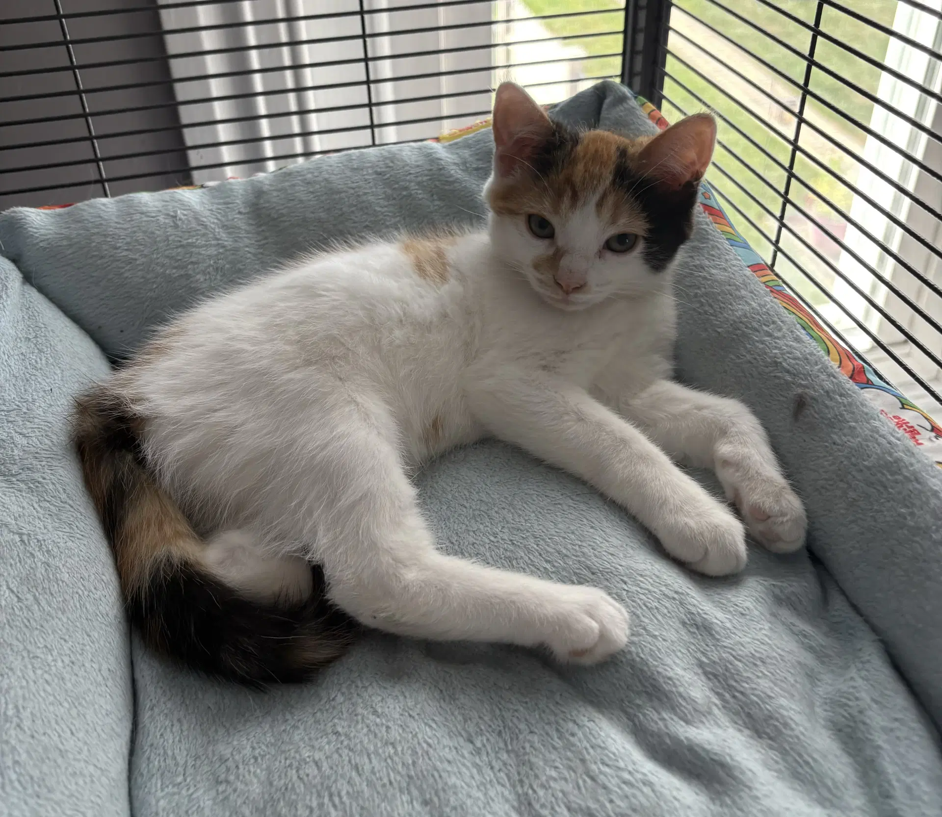 Ladybug - Domestic Short Hair