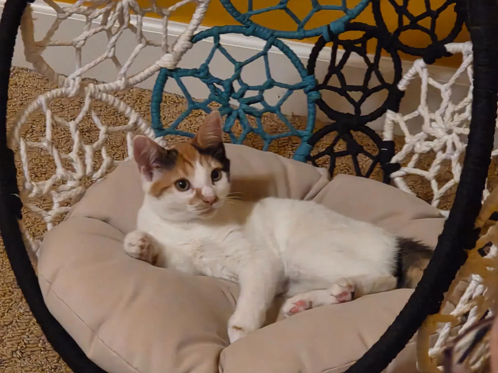 Ladybug image 1