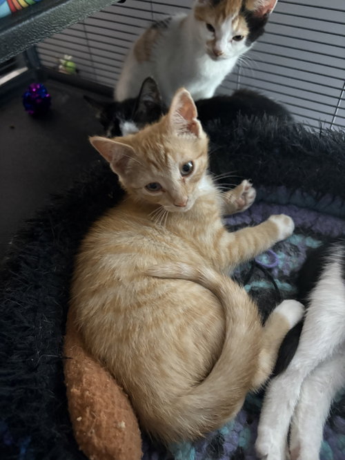 Hank, an adoptable Domestic Short Hair in Trexlertown, PA