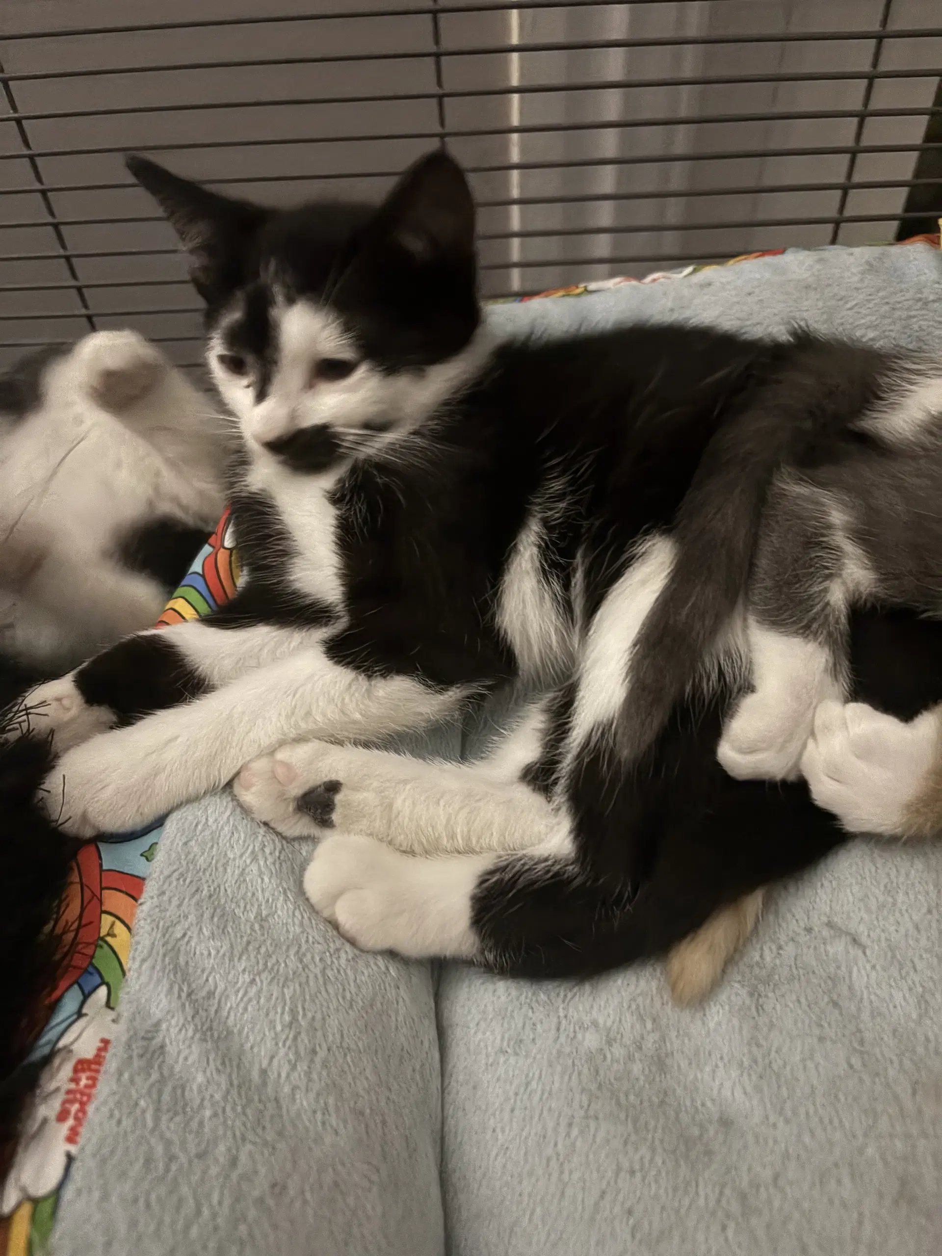 Addie - Domestic Short Hair