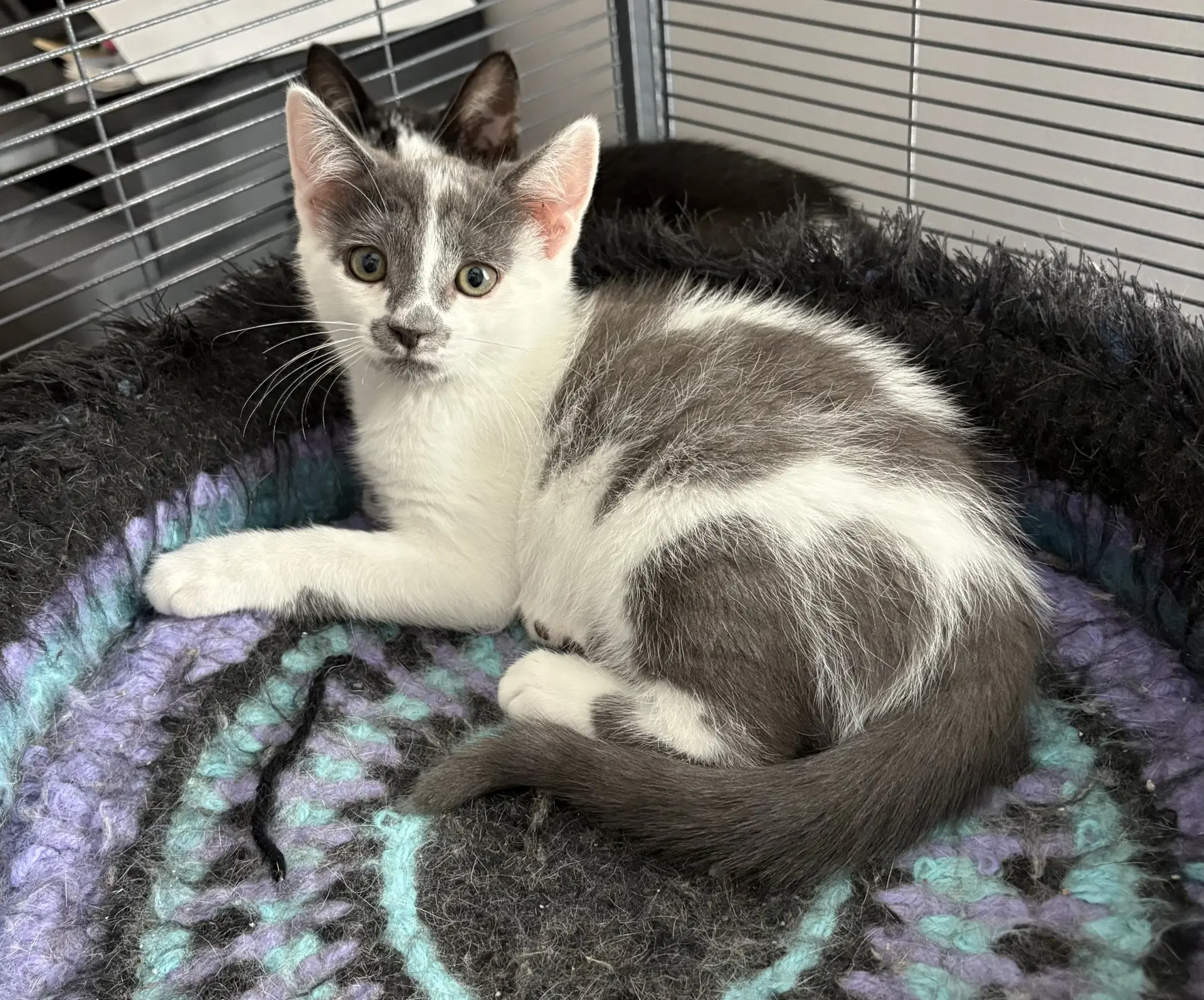 Badger - Domestic Short Hair